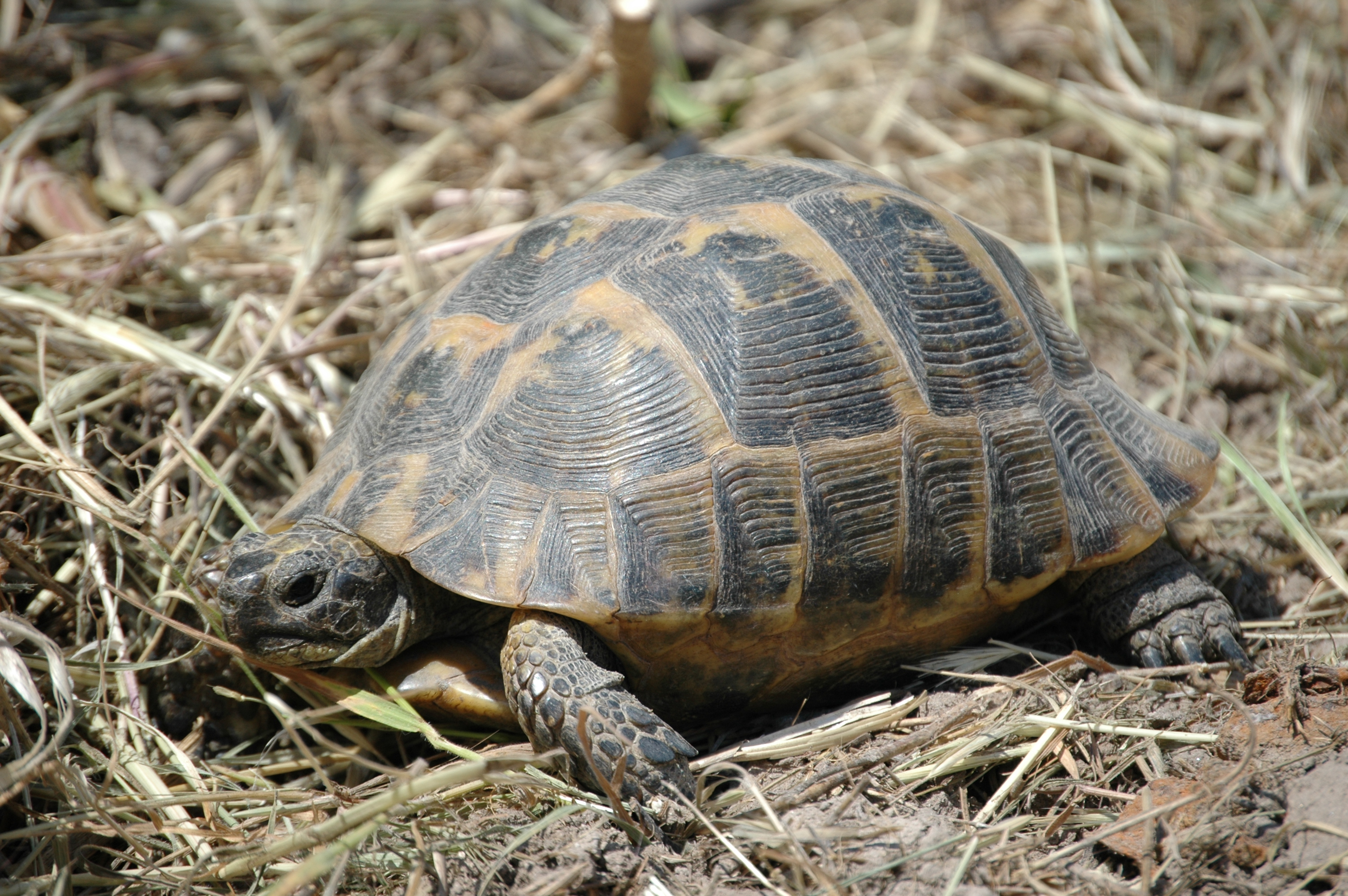 photos/wildlife/Reptile_Species/Lesvos 2006 0183.JPG